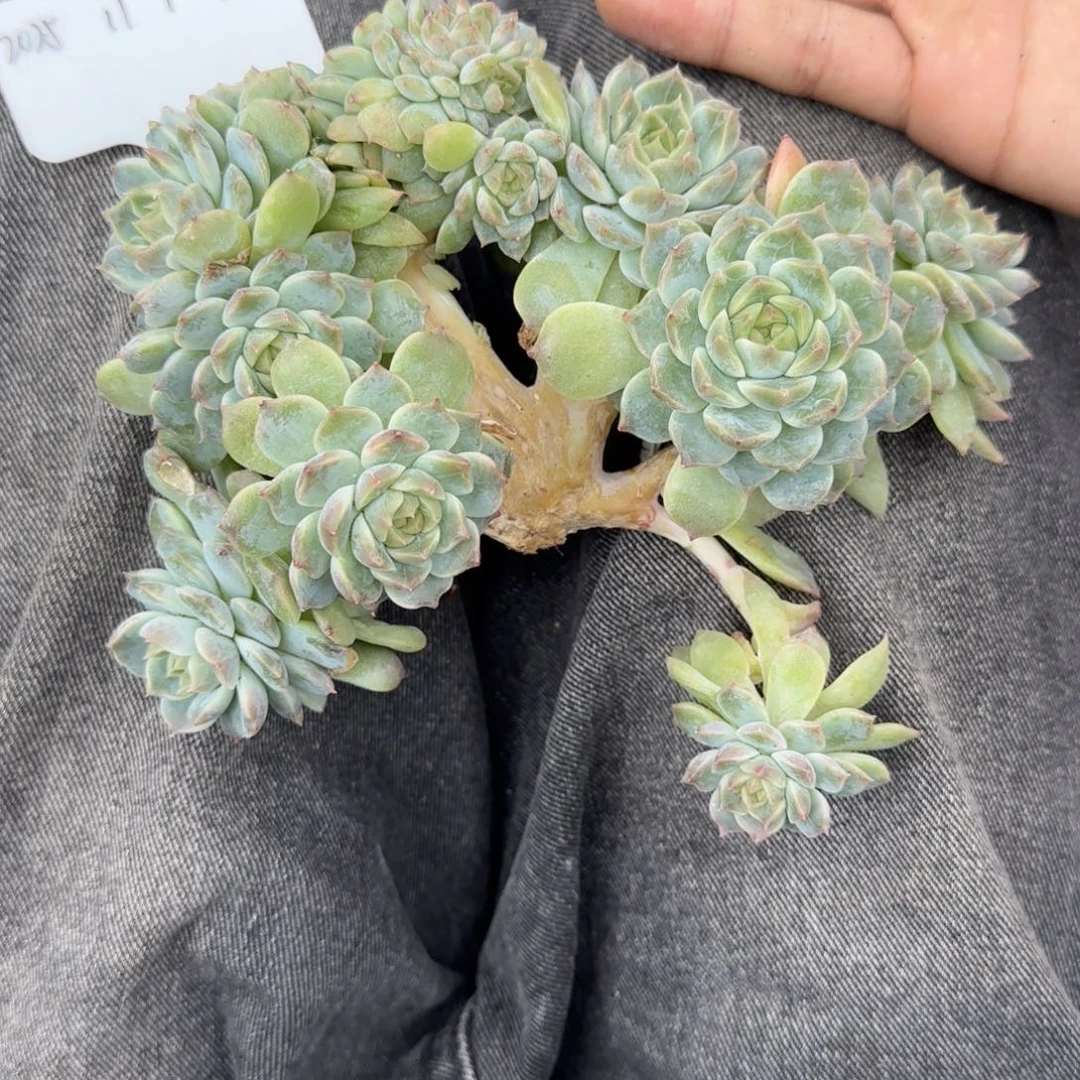 一物一拍秘境冰魄龙头树缀34