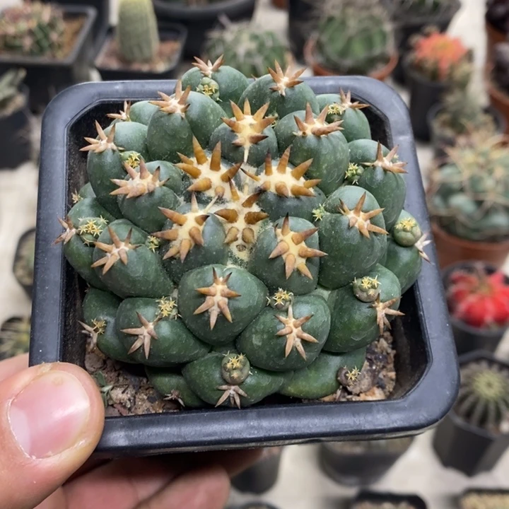 大号短豪刺象牙特价