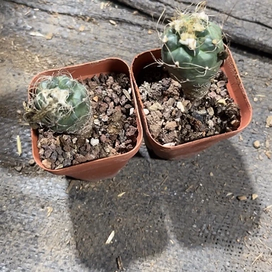 Z***O定向长城丸2颗包邮