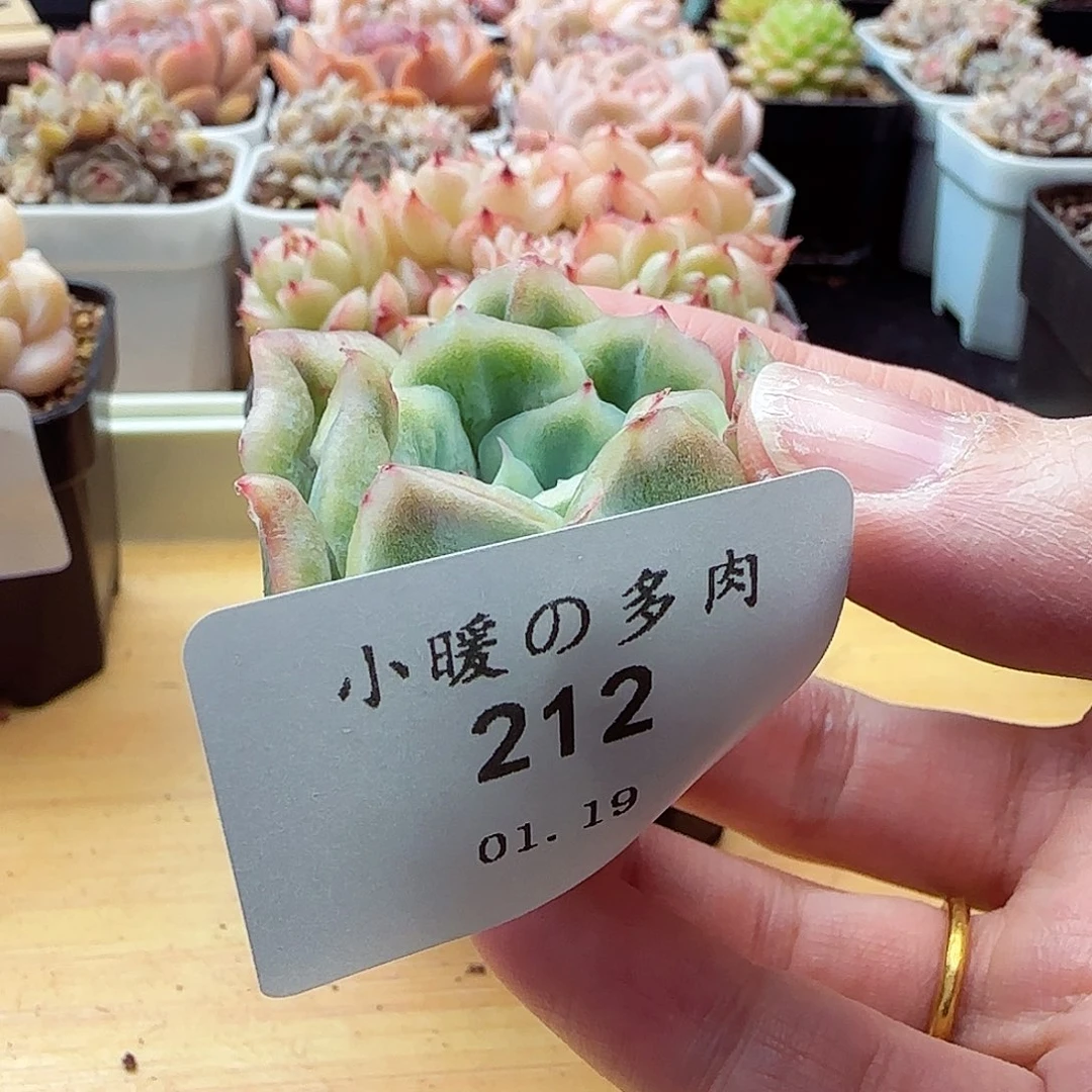 躲****象212泡泡植物一物一拍