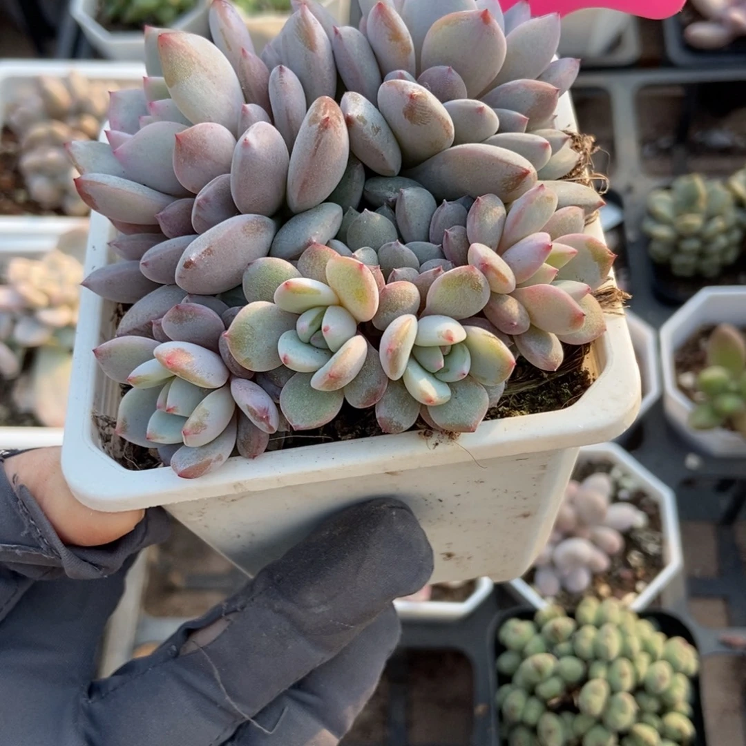 92玉芙蓉多肉植物