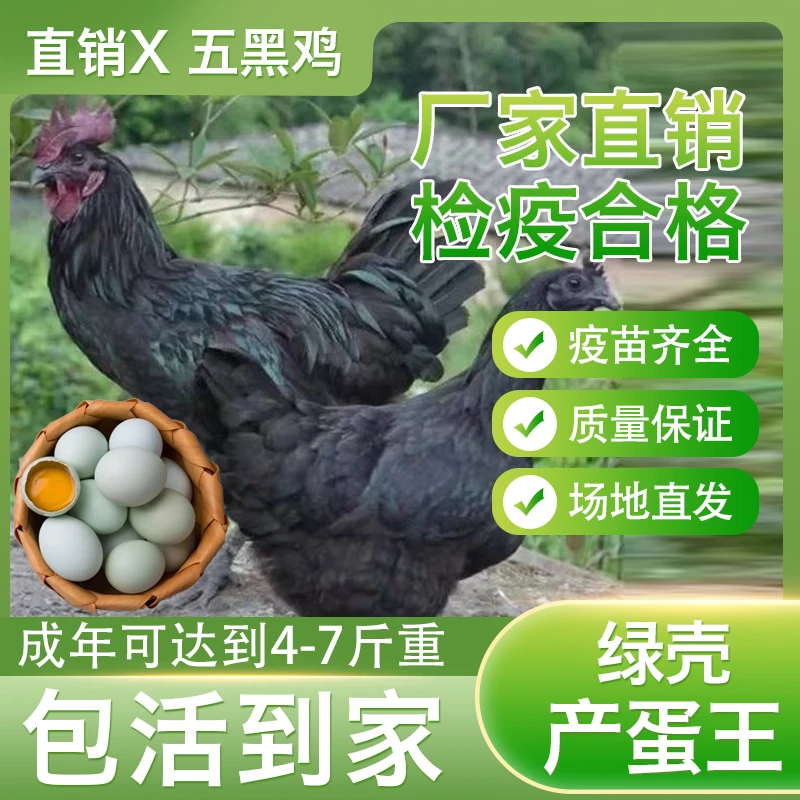 0.8-1 五黑一绿鸡宠物鸡绿壳蛋鸡