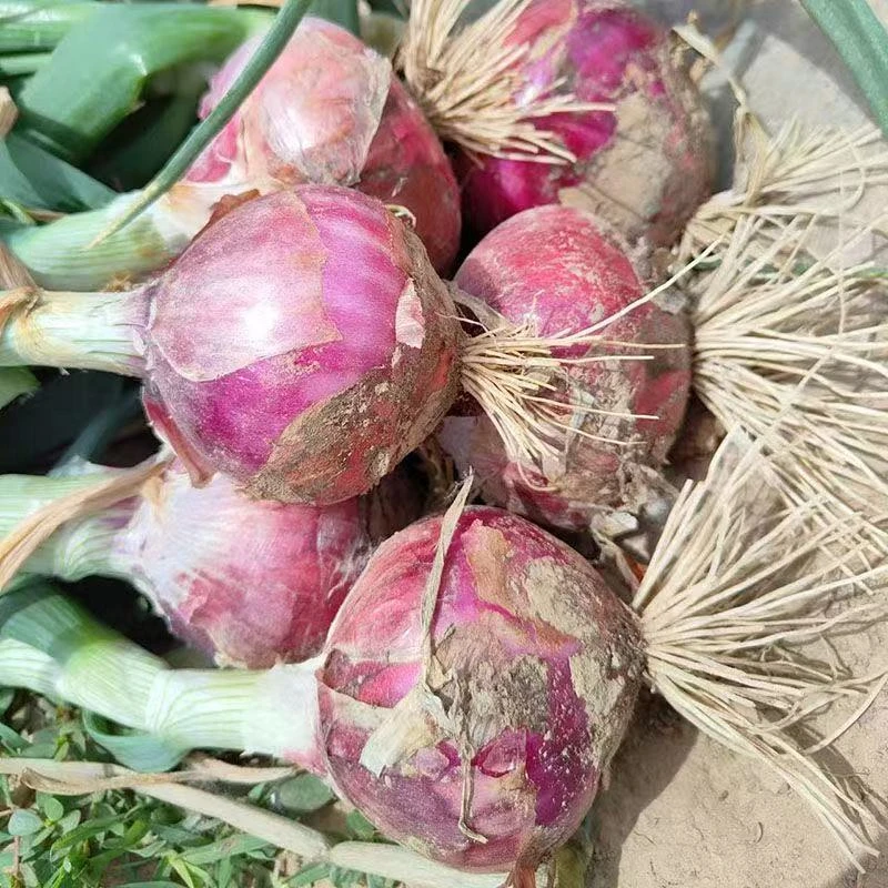 陕西新鲜水果洋葱可生吃紫皮洋葱肉厚多汁多净重5斤现挖现发