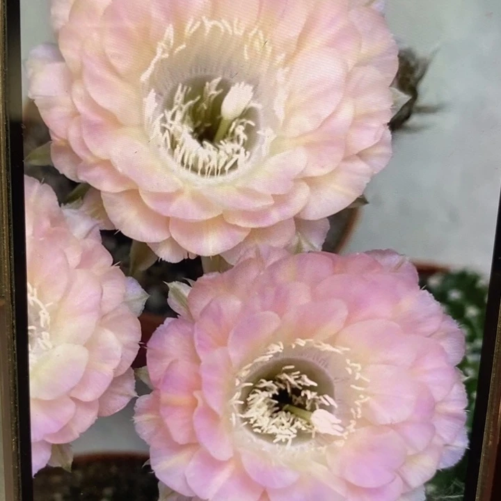 彩草重花带根6公分左右