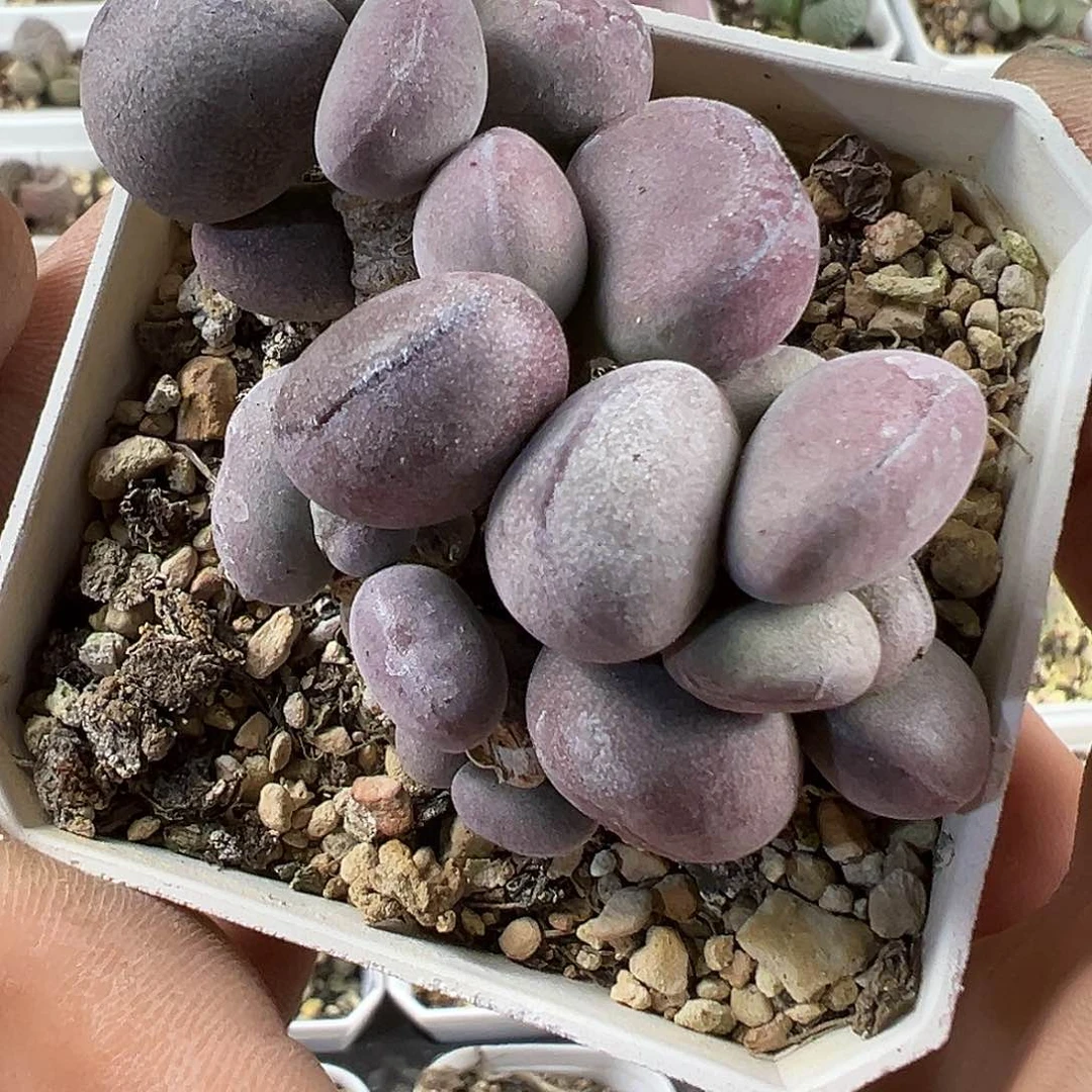球球紫蛋老桩多肉植物