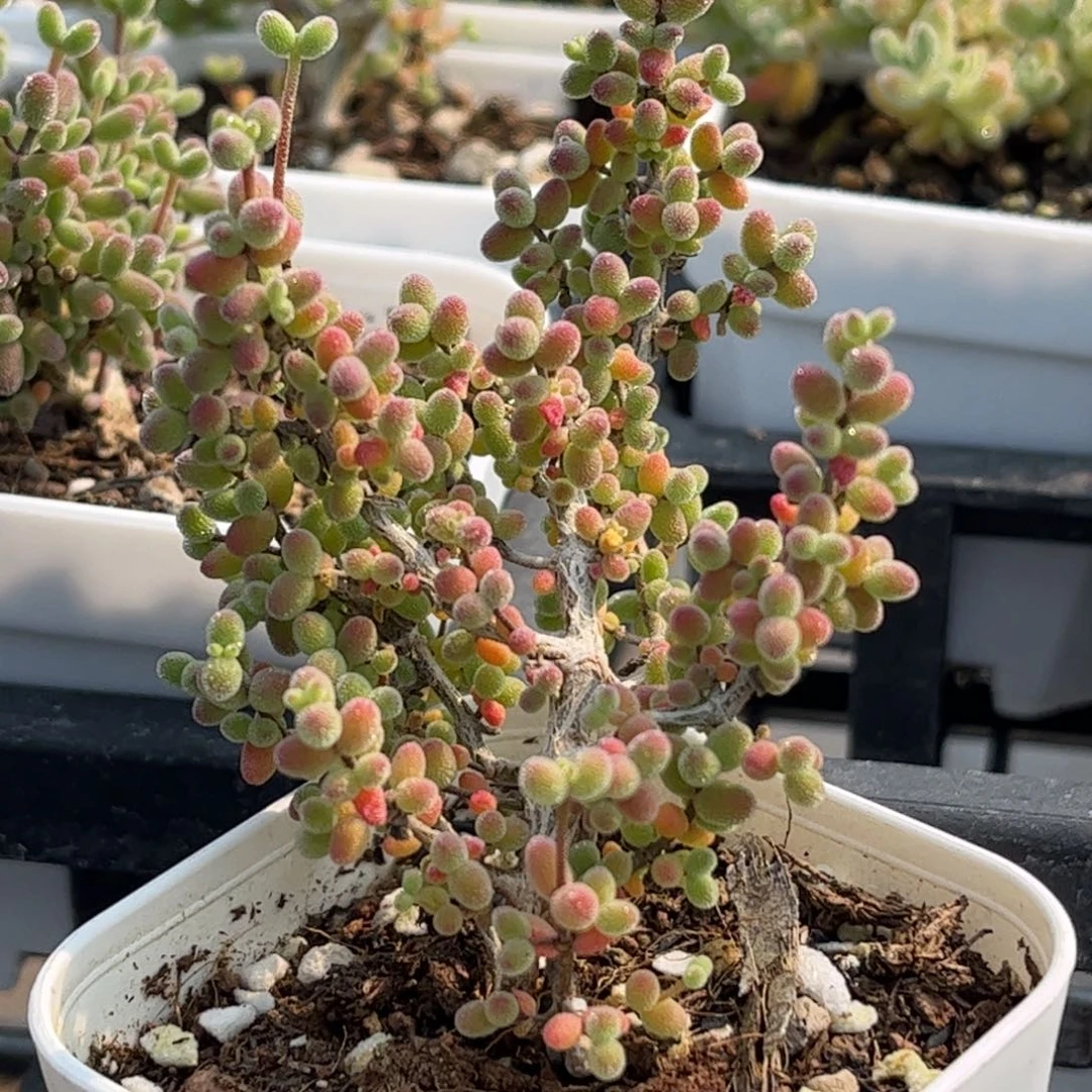 葡萄米优选枝干番杏