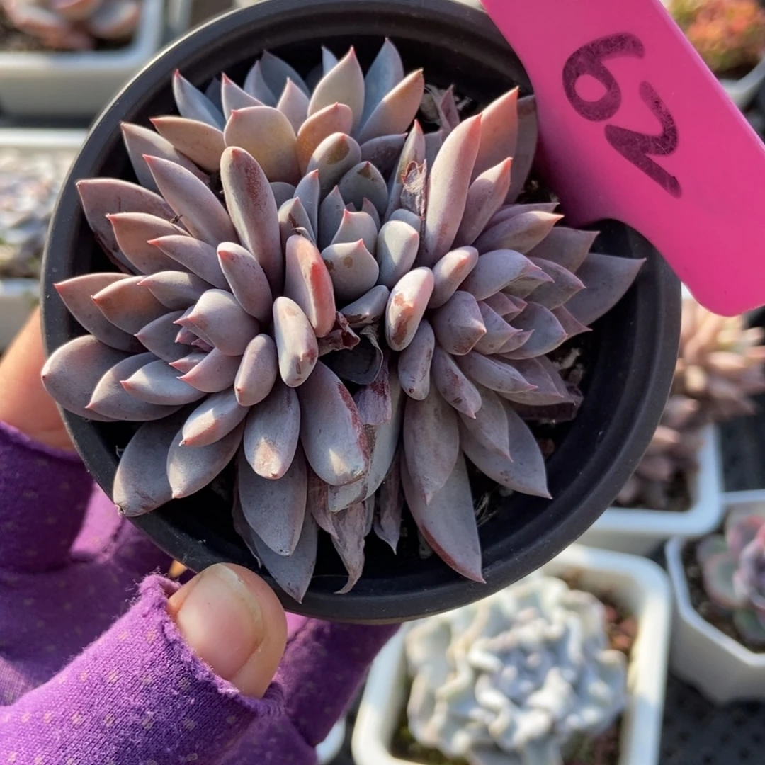 62轻轨多肉植物了多肉