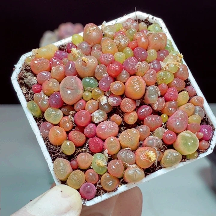 毛毛样品1颗带盆发货1