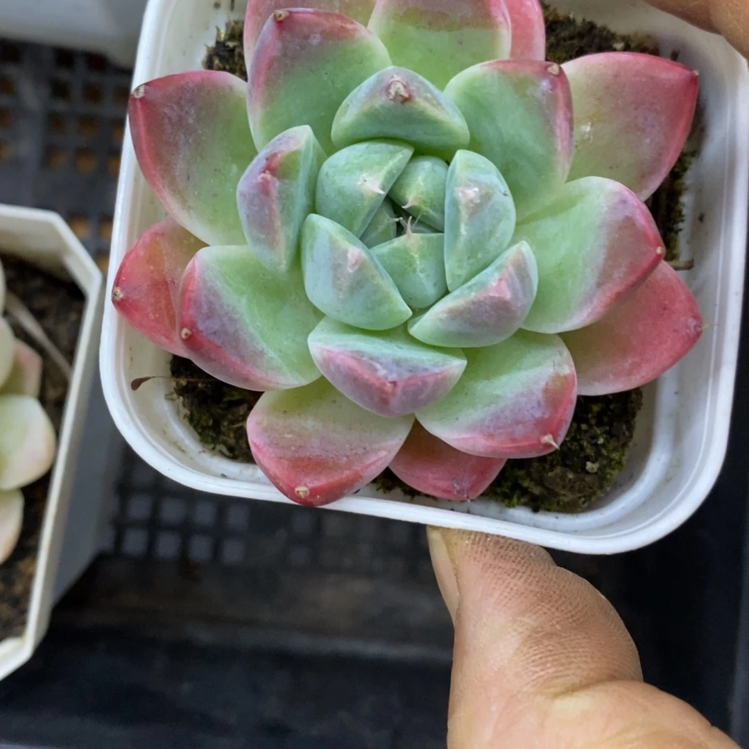 精品多肉一物一拍不包整188
