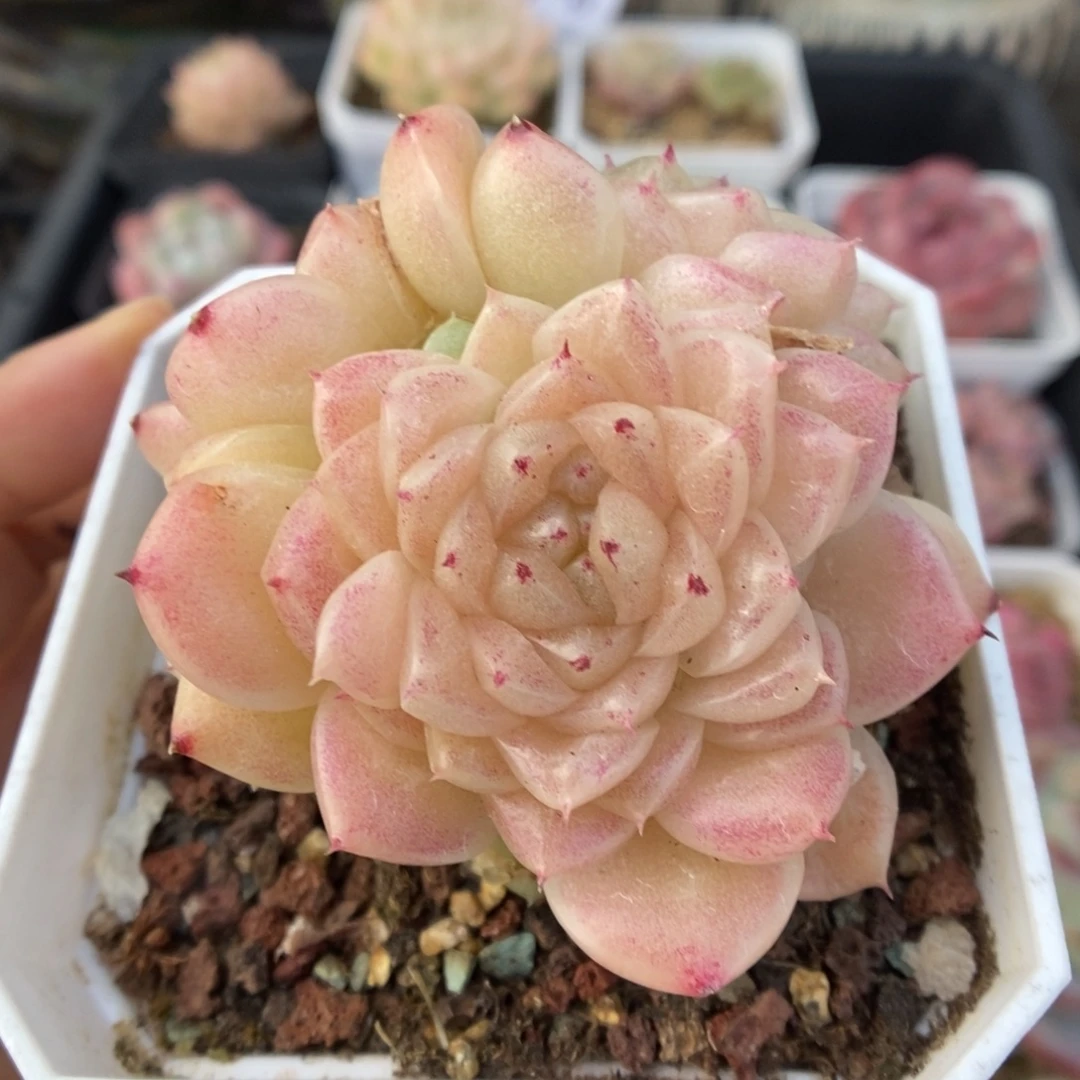 丽丽麦秆群生737号。