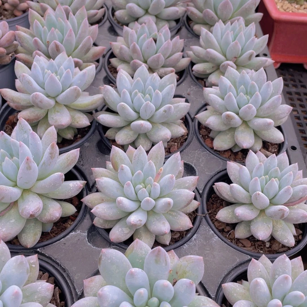 447号 所罗门大单头一个带盆土