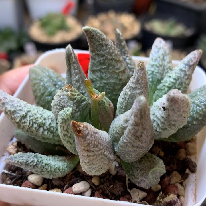 冰淇淋水泡带盆土发货