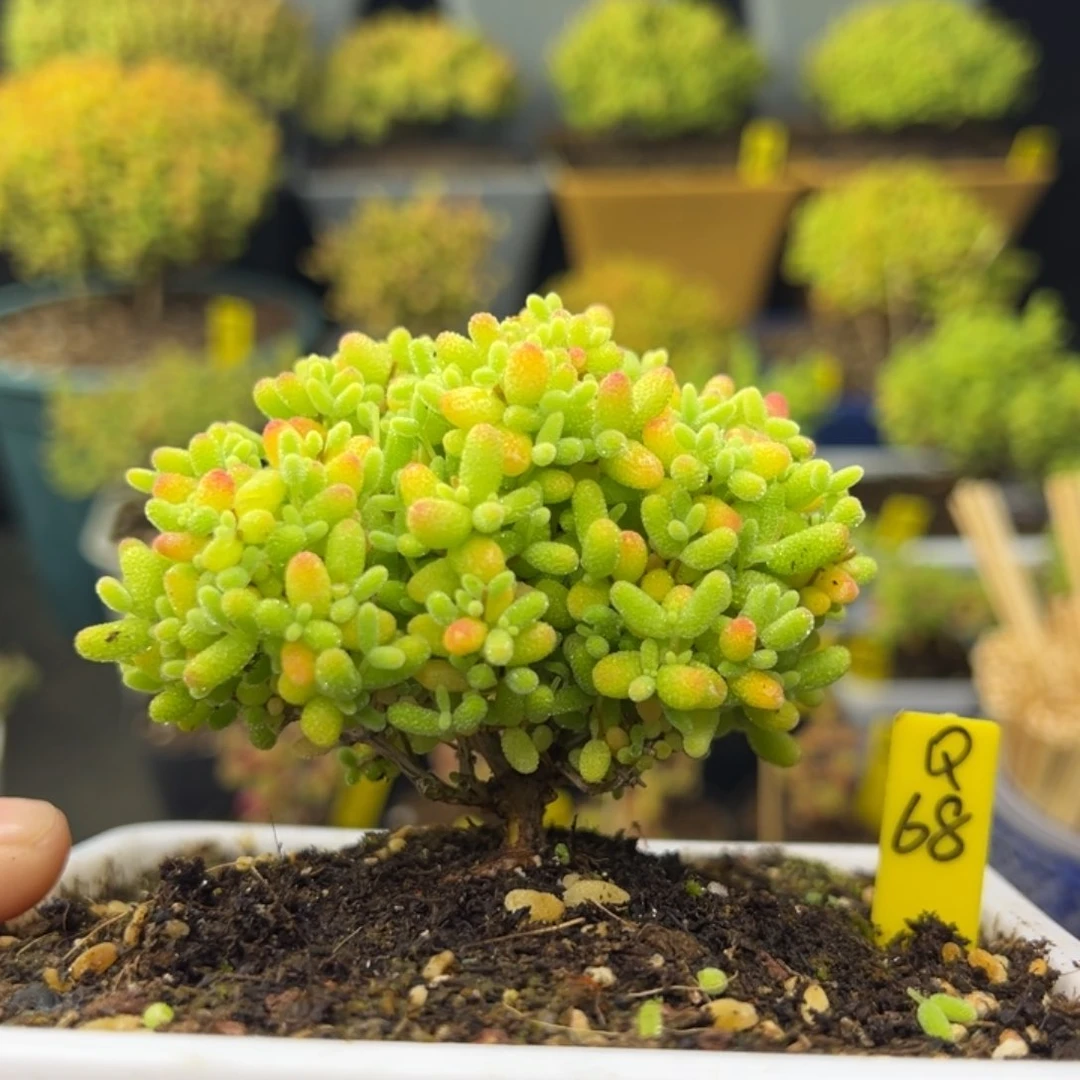 三**?蜜橘带盆带土发货