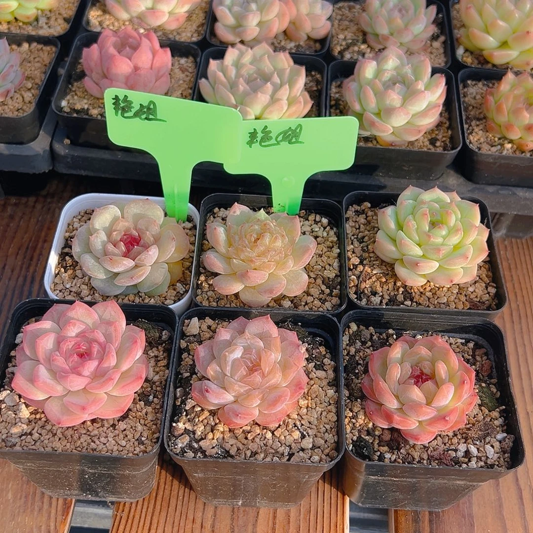 艳***姐一物一拍链接，艳姐