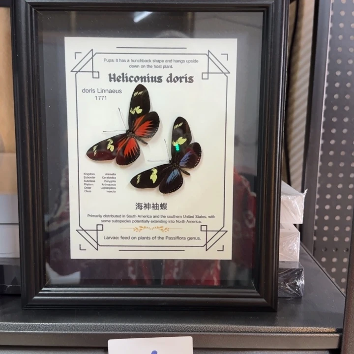 有机玻璃蝴蝶标本蝴蝶标本