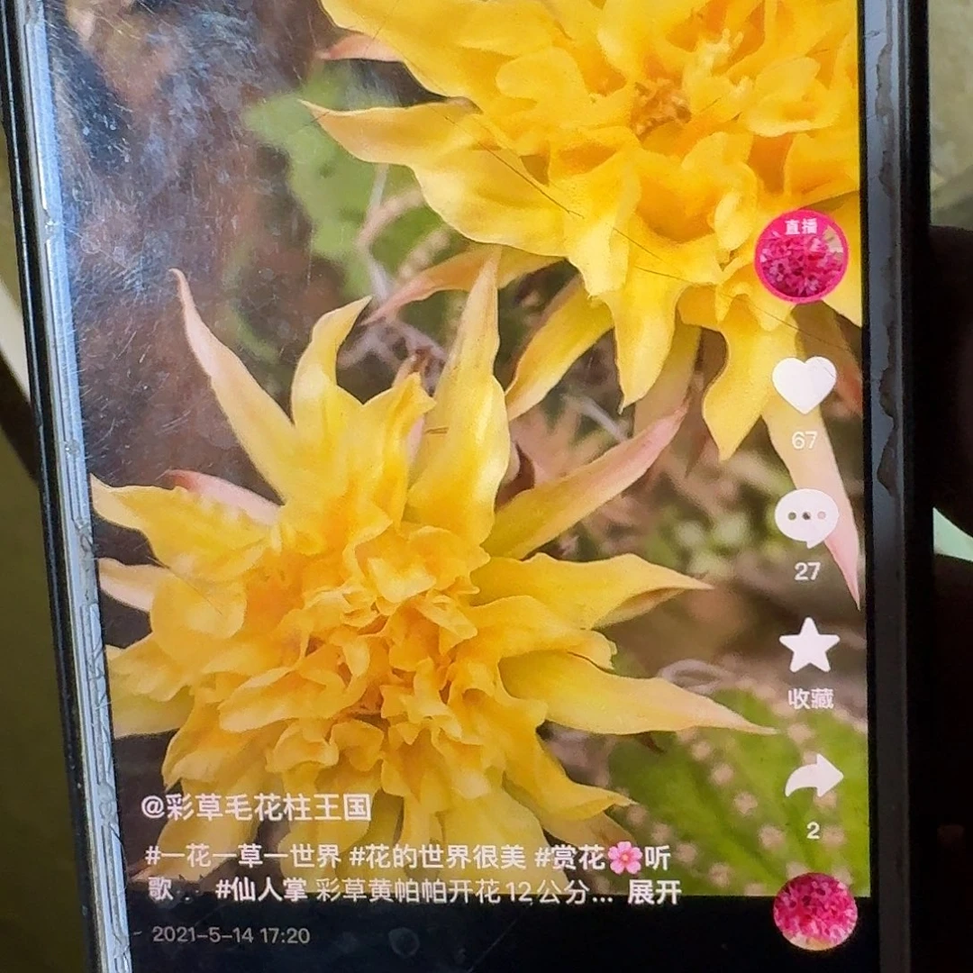 黄帕帕侧芽5公分毛花柱