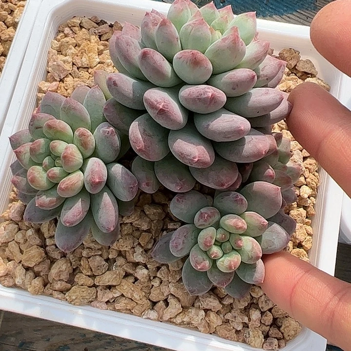 美人自然群1111111