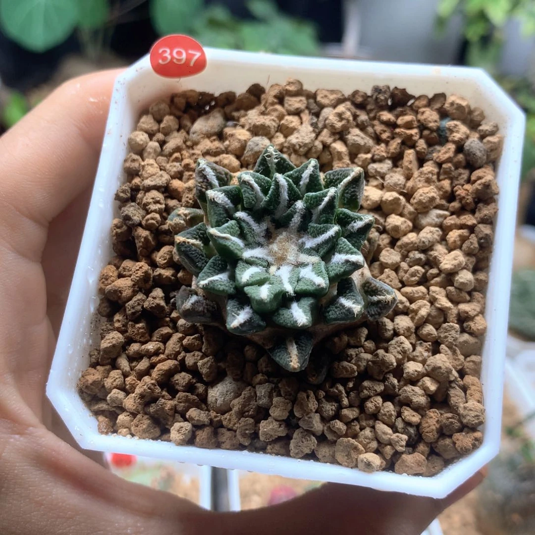 自根黑牡丹多肉带盆