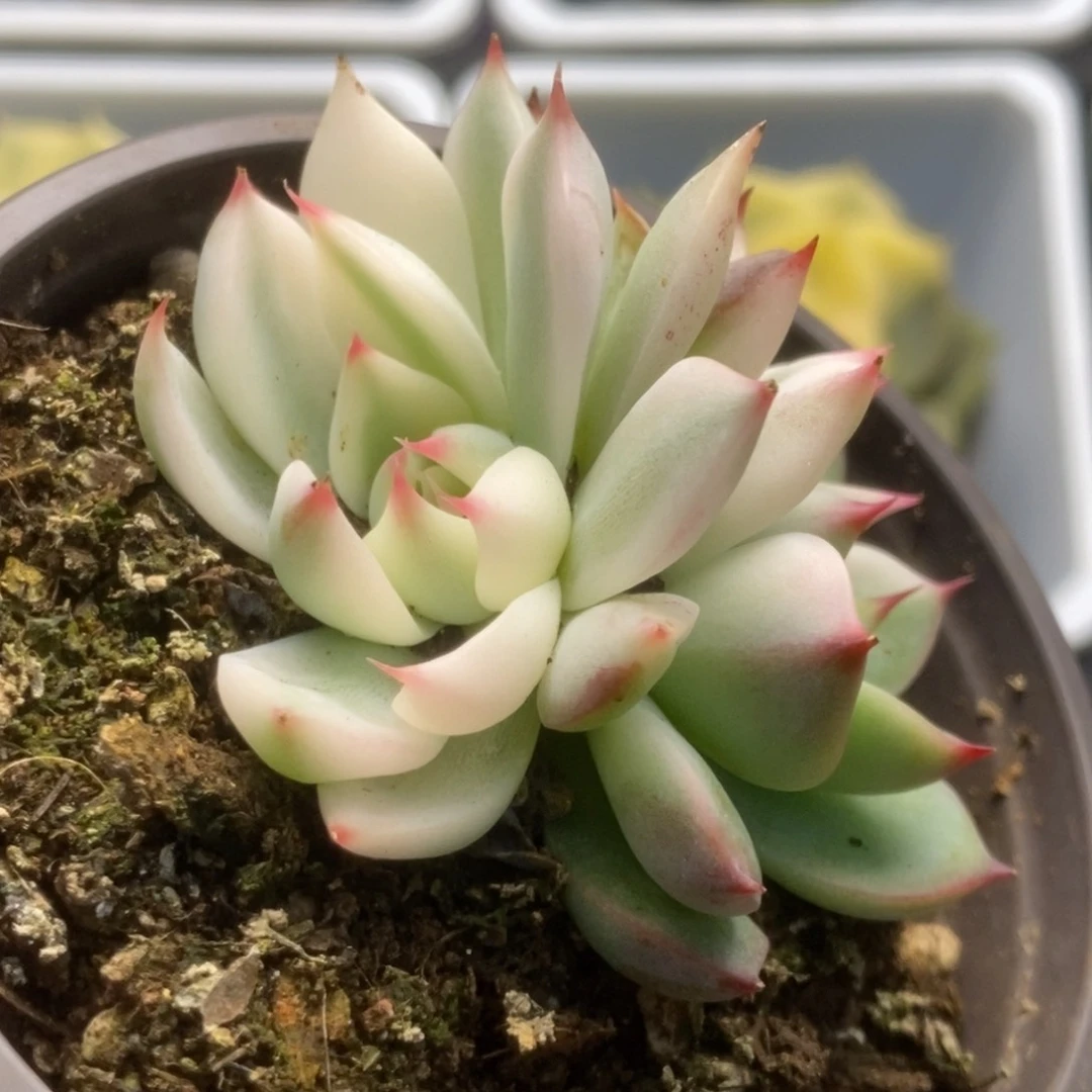 501锦锦锦锦锦锦锦