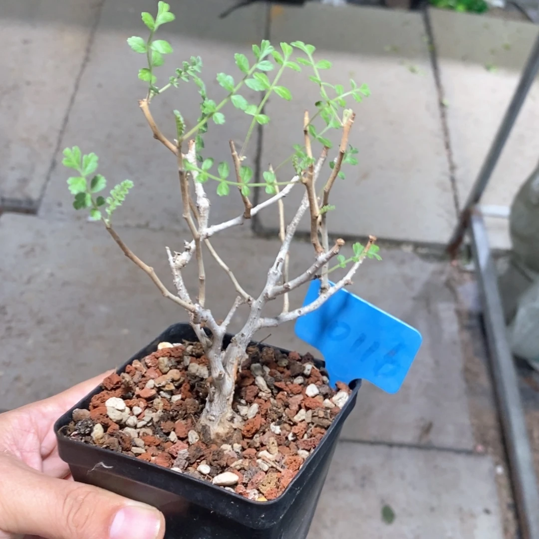 橡木漆树多肉植物