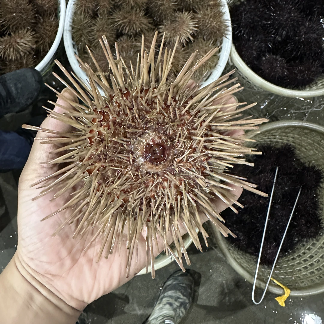 【大凡家】2斤 大连野生黄海胆 空胆包赔 顺丰直发签收8小时内售后