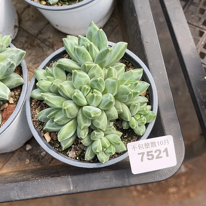 阿雅园艺。       7521幻影美人