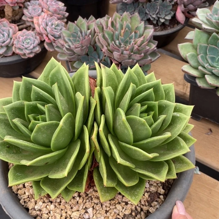 翠花冠幅24 公分一物一拍