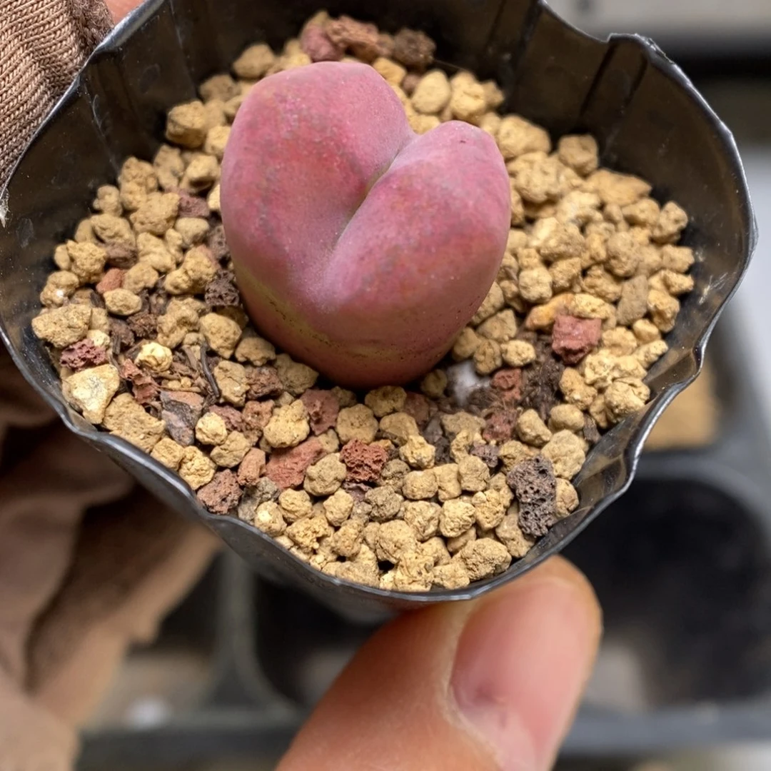 多肉植物肉锥杂交K-3640 （1.7）风铃杂