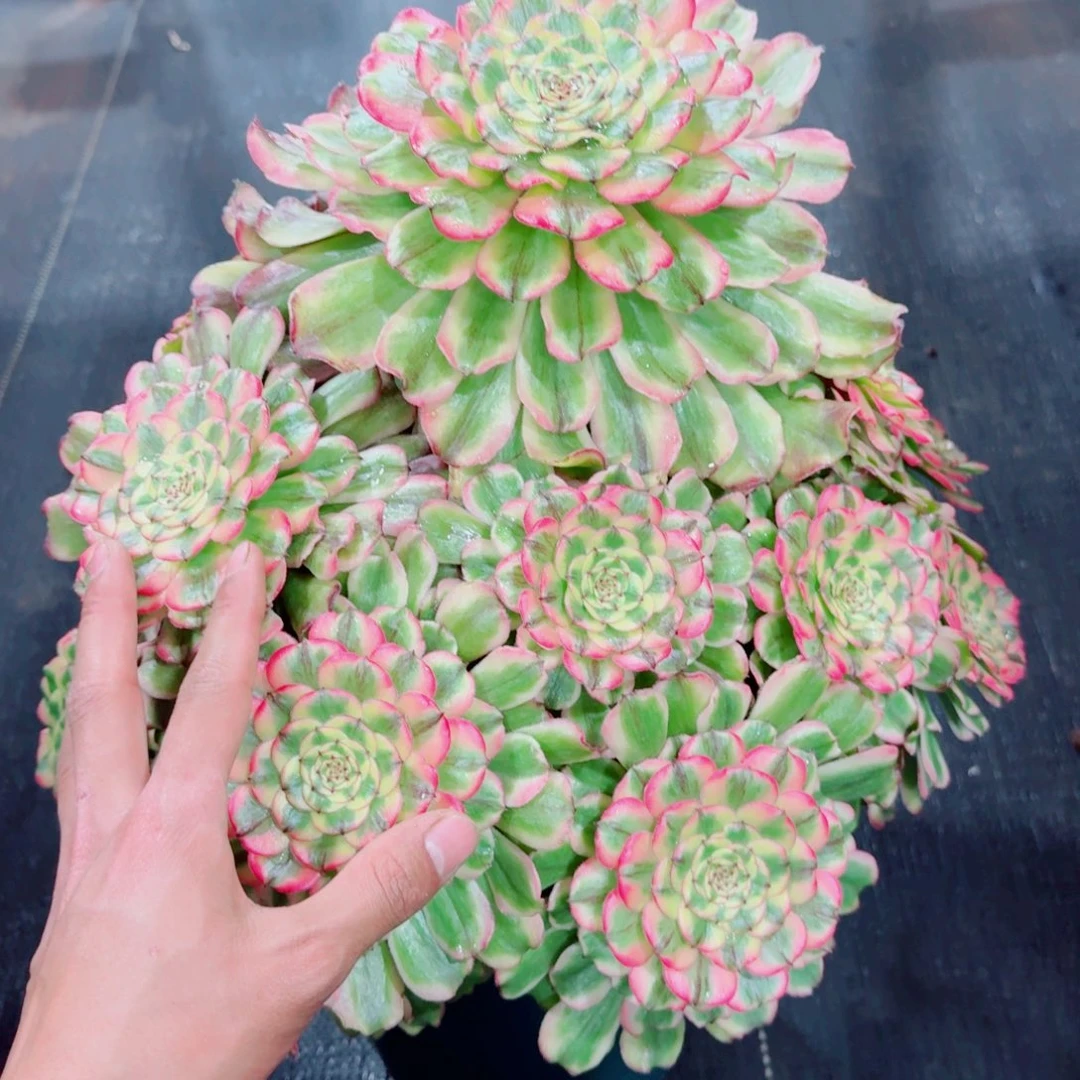 多肉植物发货发货
