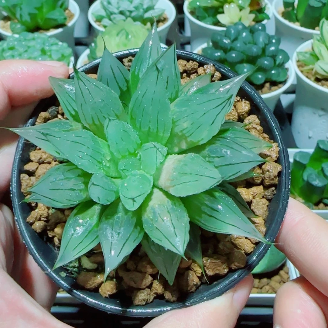 冰钻玉露多肉植物