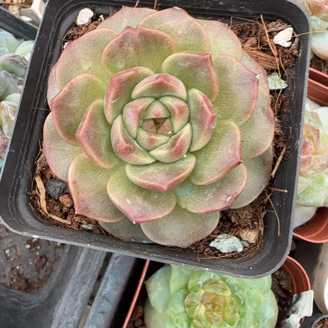 小卡拉米糖心一物一拍