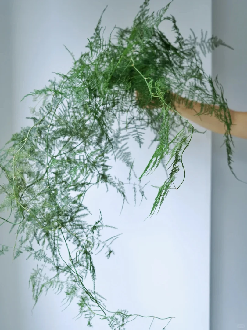 高端品质文竹洋桔梗鲜切花水养花材昆明直发