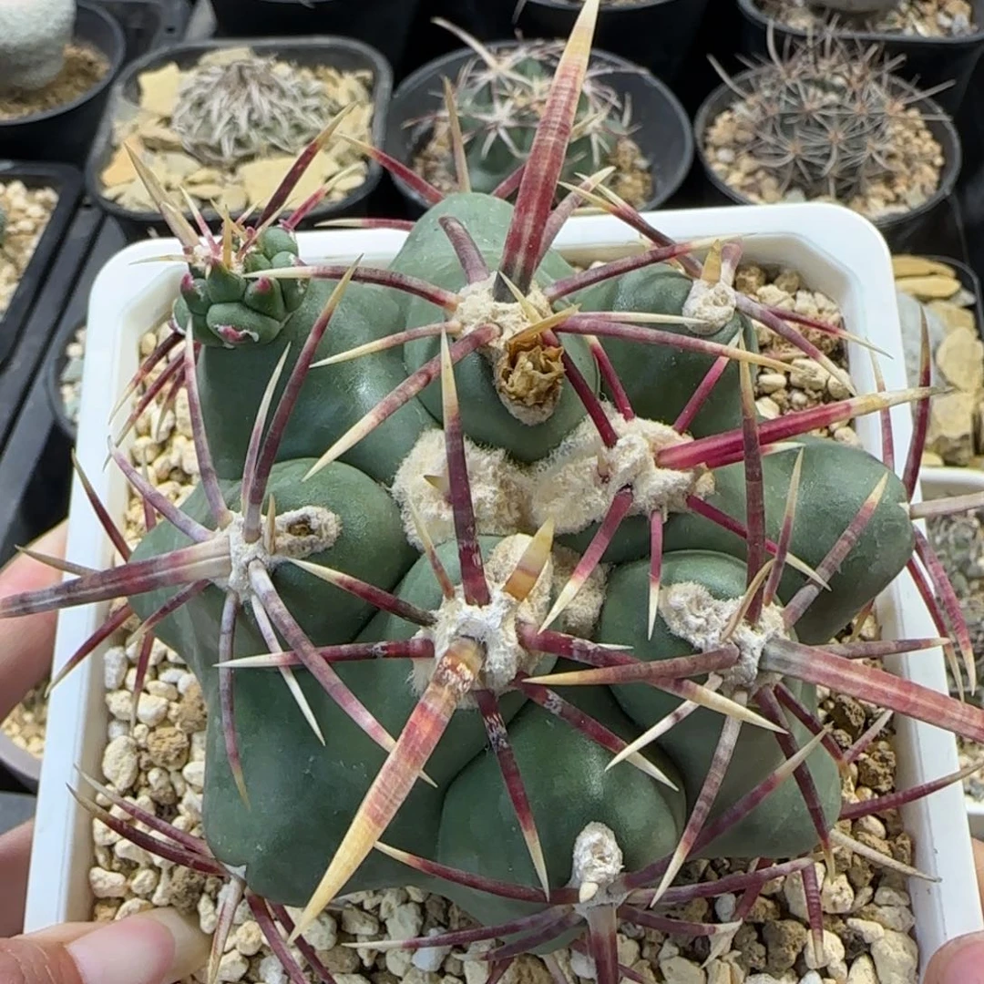 9.3厘米自根大红鹰多肉