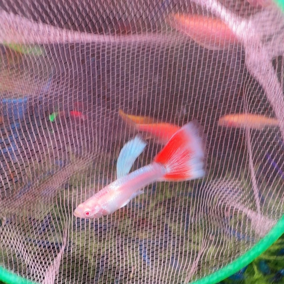 孔雀鱼火烧云孔雀11条(7条送4条备损)