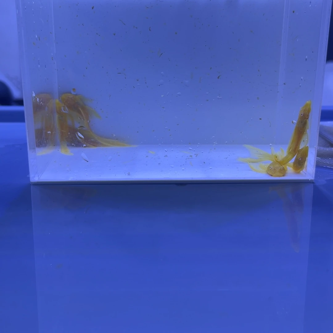 孔雀鱼大帆6条开箱视频报损