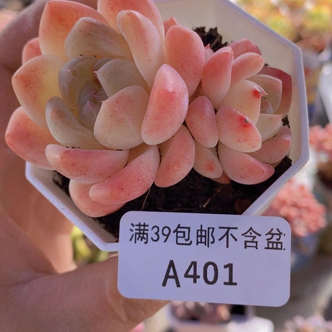 冰冰6cm401多肉植物