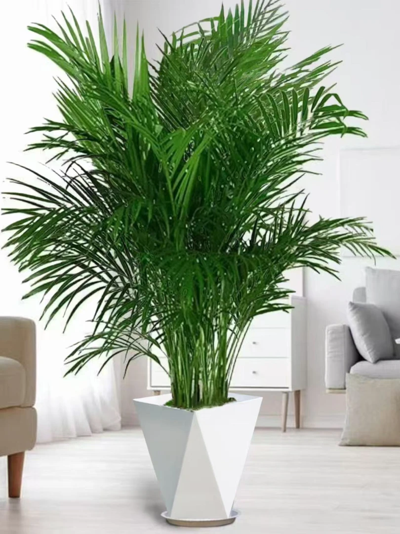 富贵椰子1.1米-1.2米散尾葵种植大型绿植室内客厅好养活