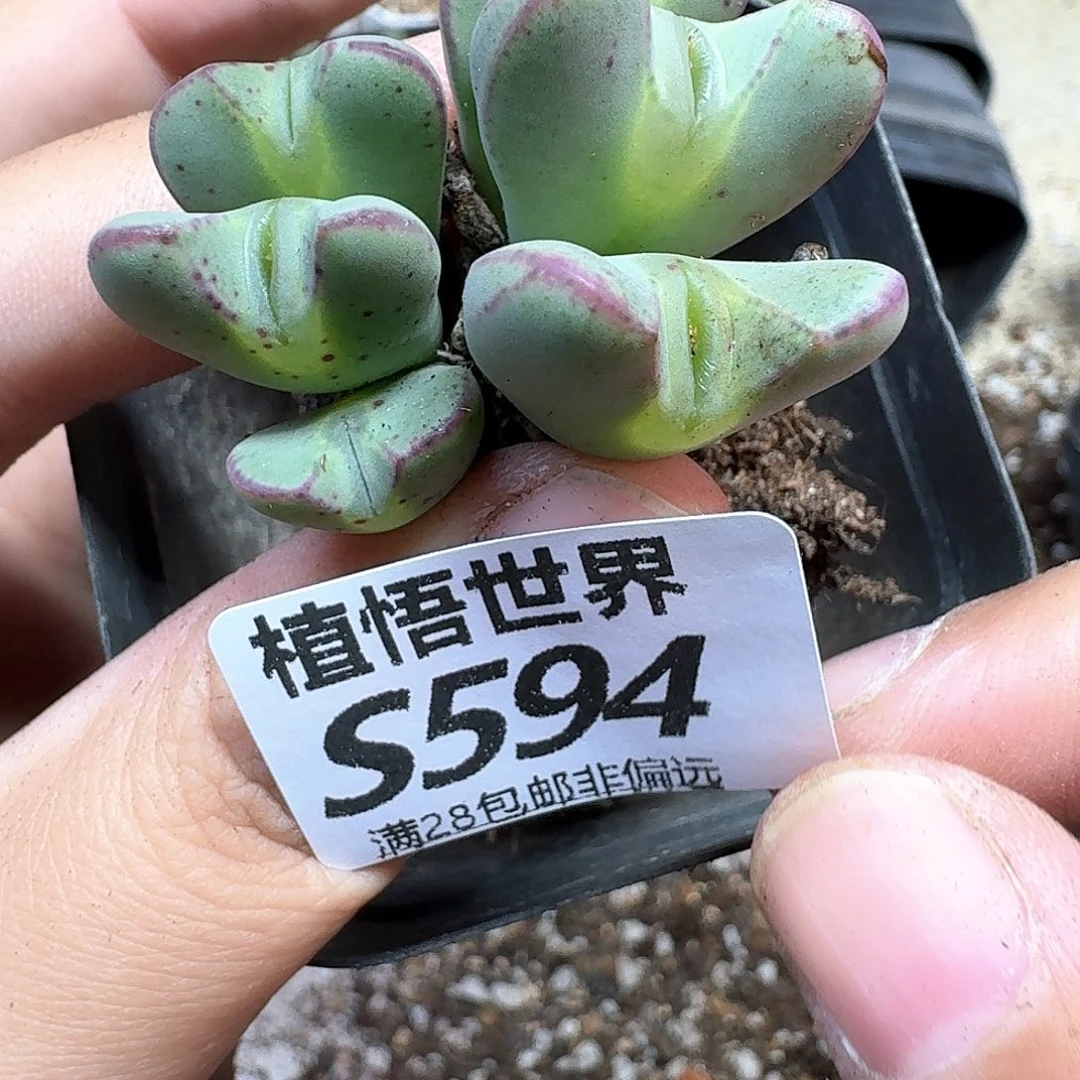 多肉植物的人生fgb