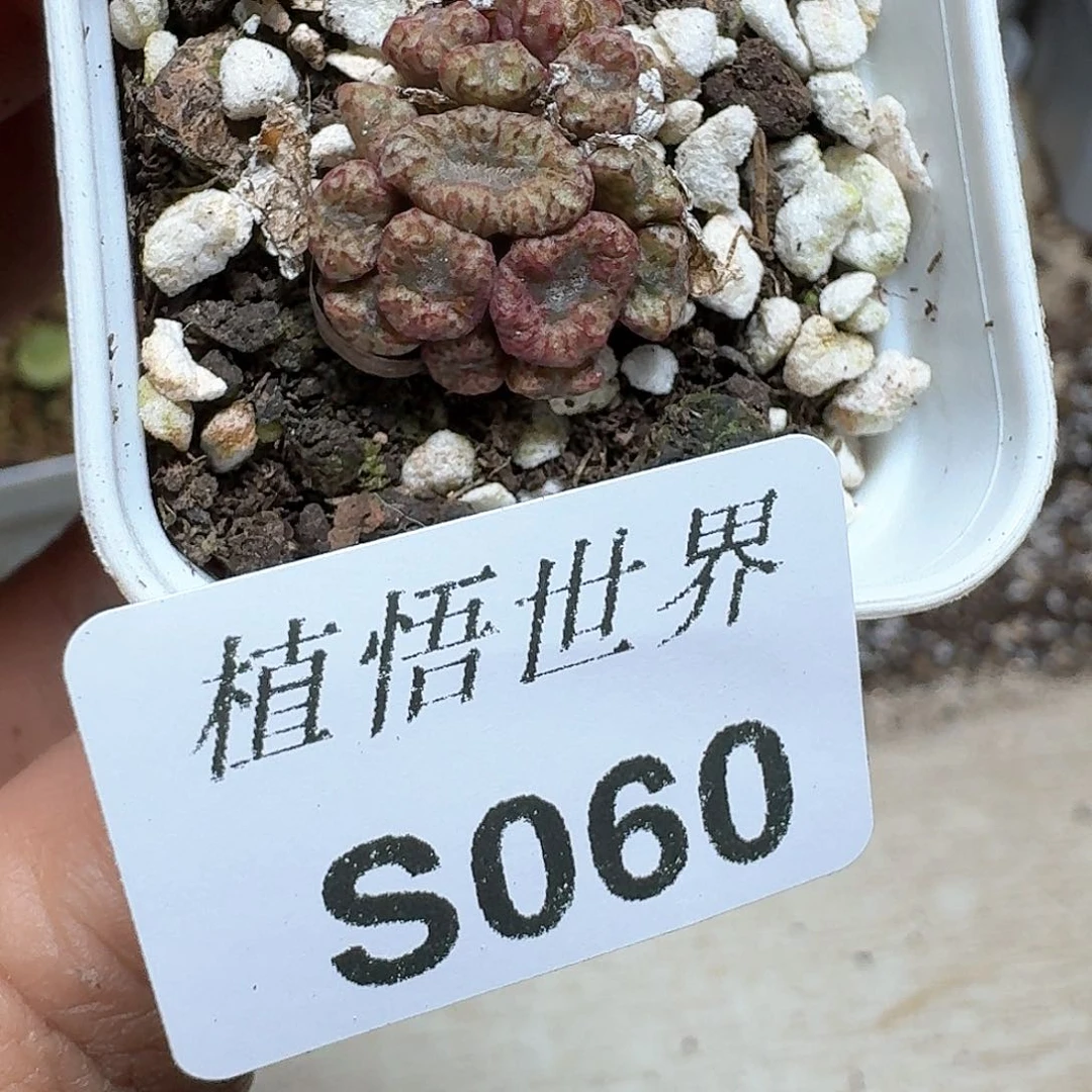 060盒多肉植物哇f f