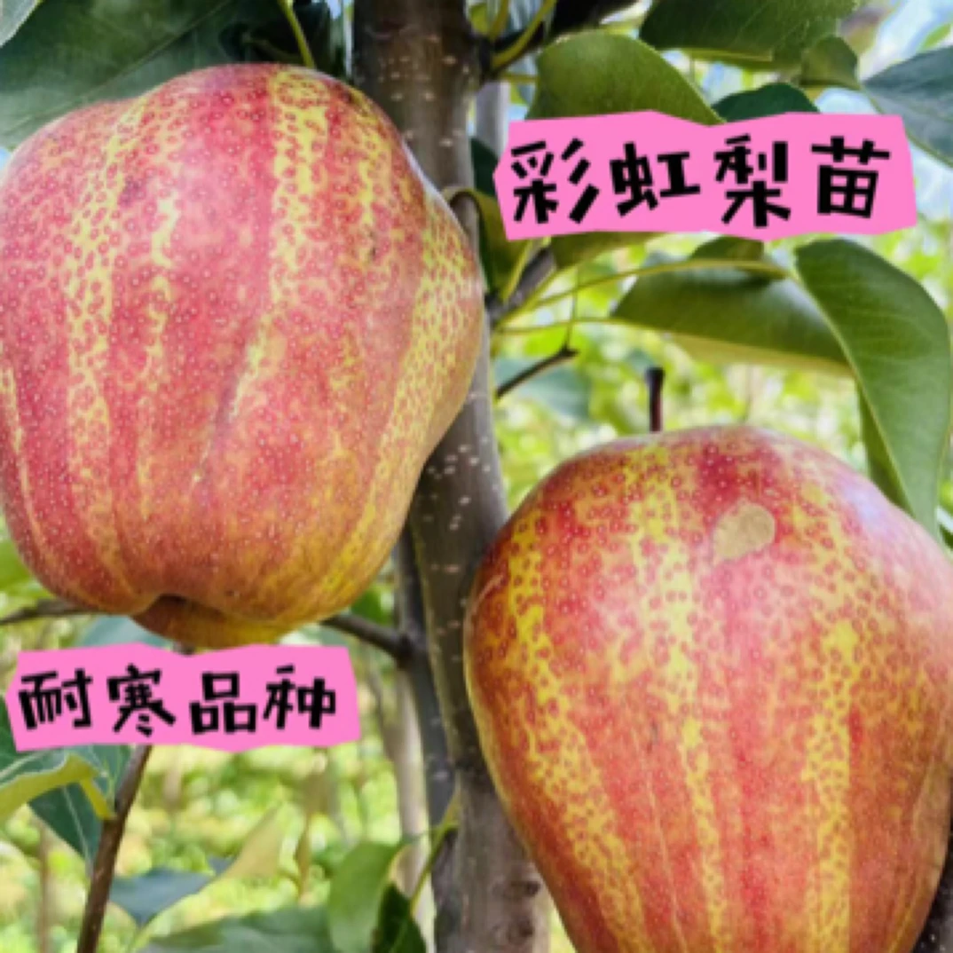 彩虹梨苗，耐寒品种，8月中旬成熟