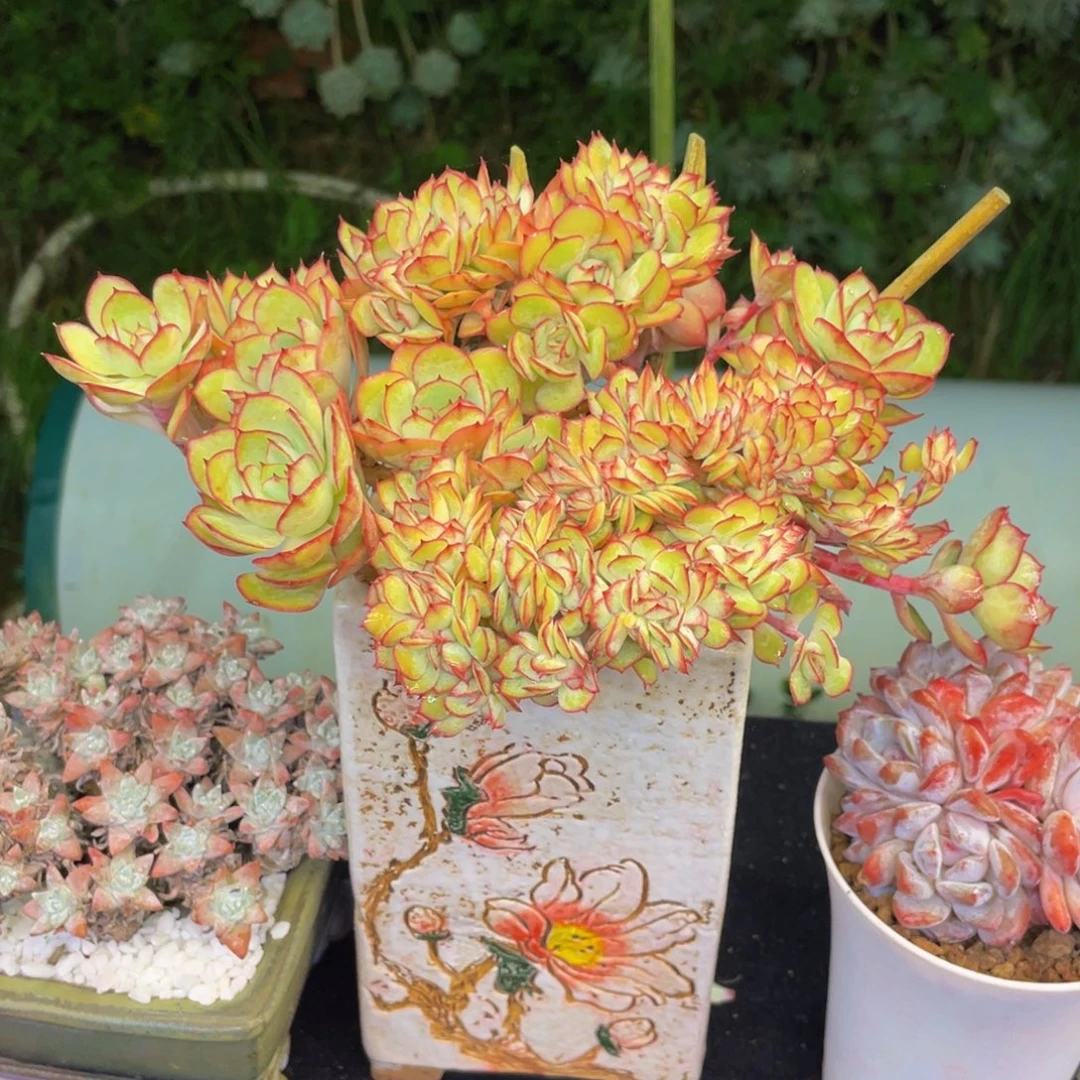 牡丹亭缀化多肉植物盆栽