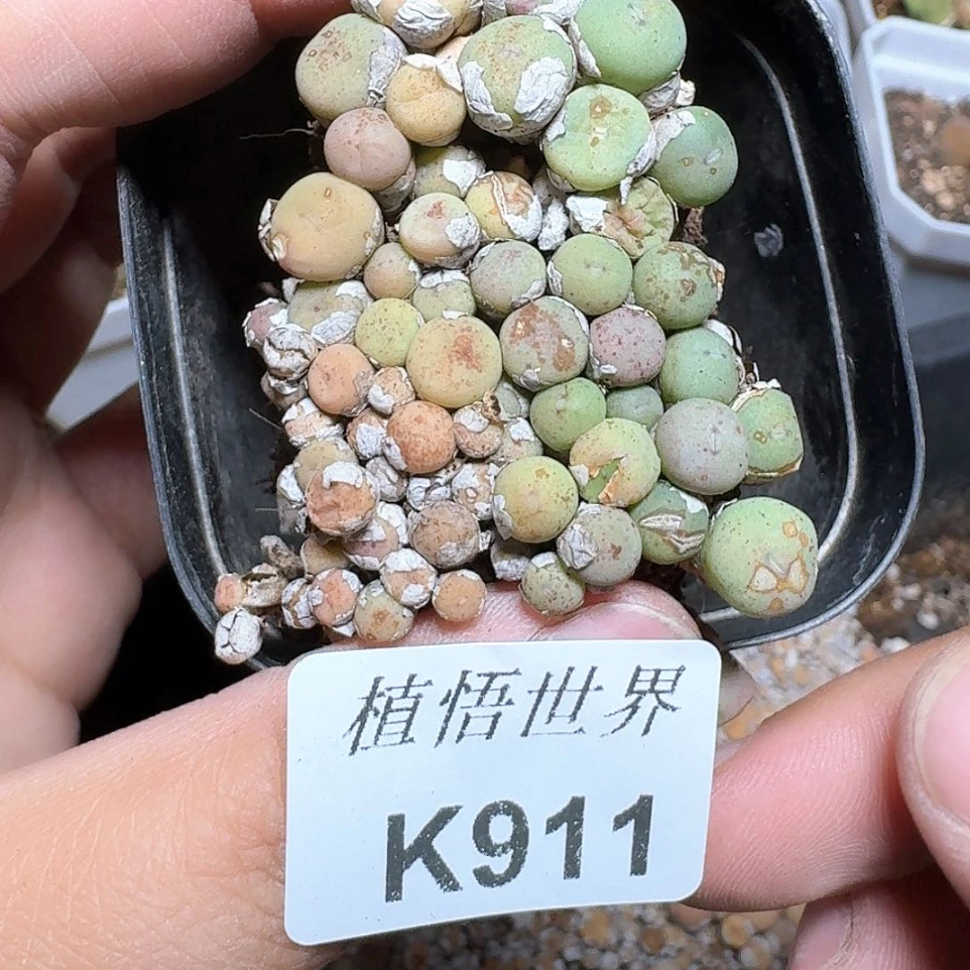 911n j j j k多肉植物哇