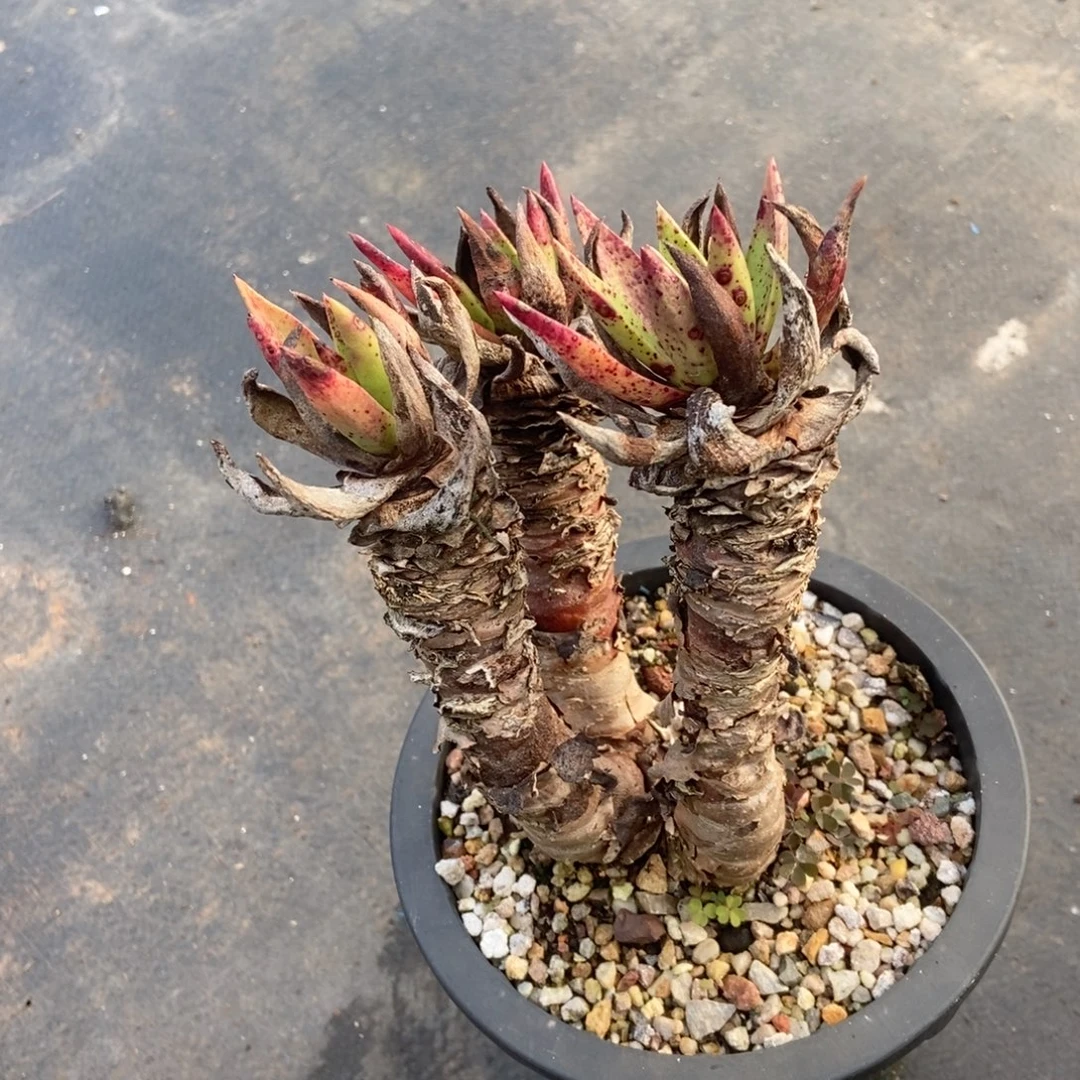 帕么瑞苹果叶多肉植物