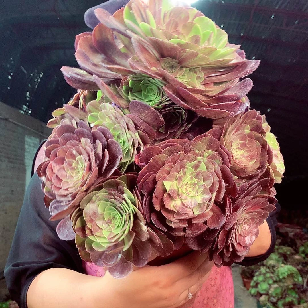 无花朵柒哥多肉法师不包侧断枝157