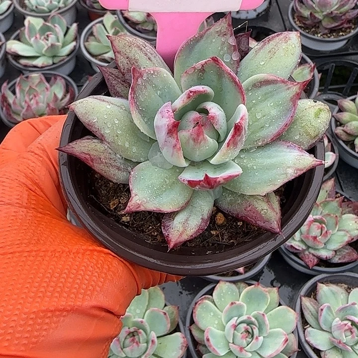 24 惊鸿仙子多肉植物
