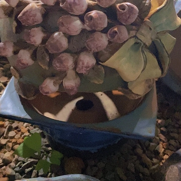 @***°零花盆专拍不包邮