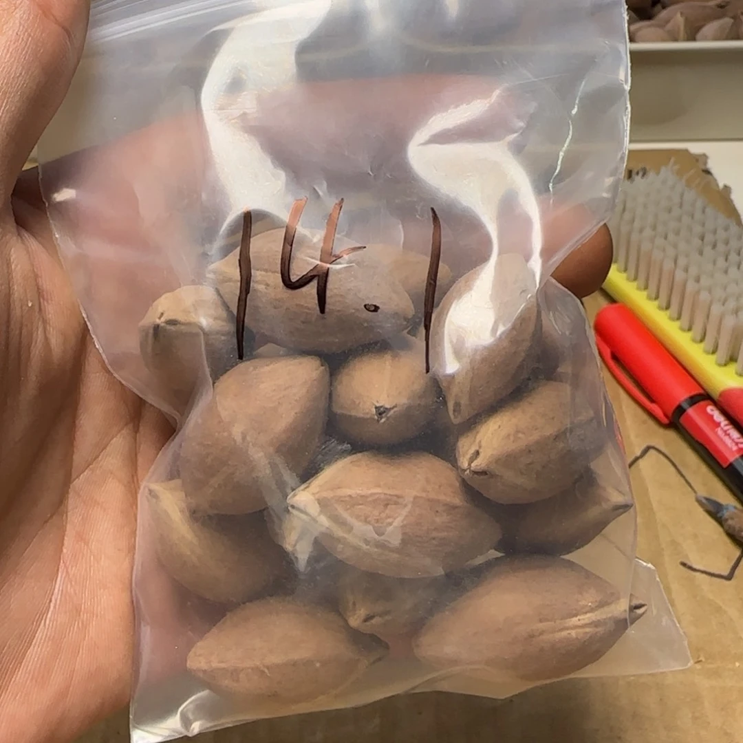 【闪购商品】橄榄核手串/手链1111