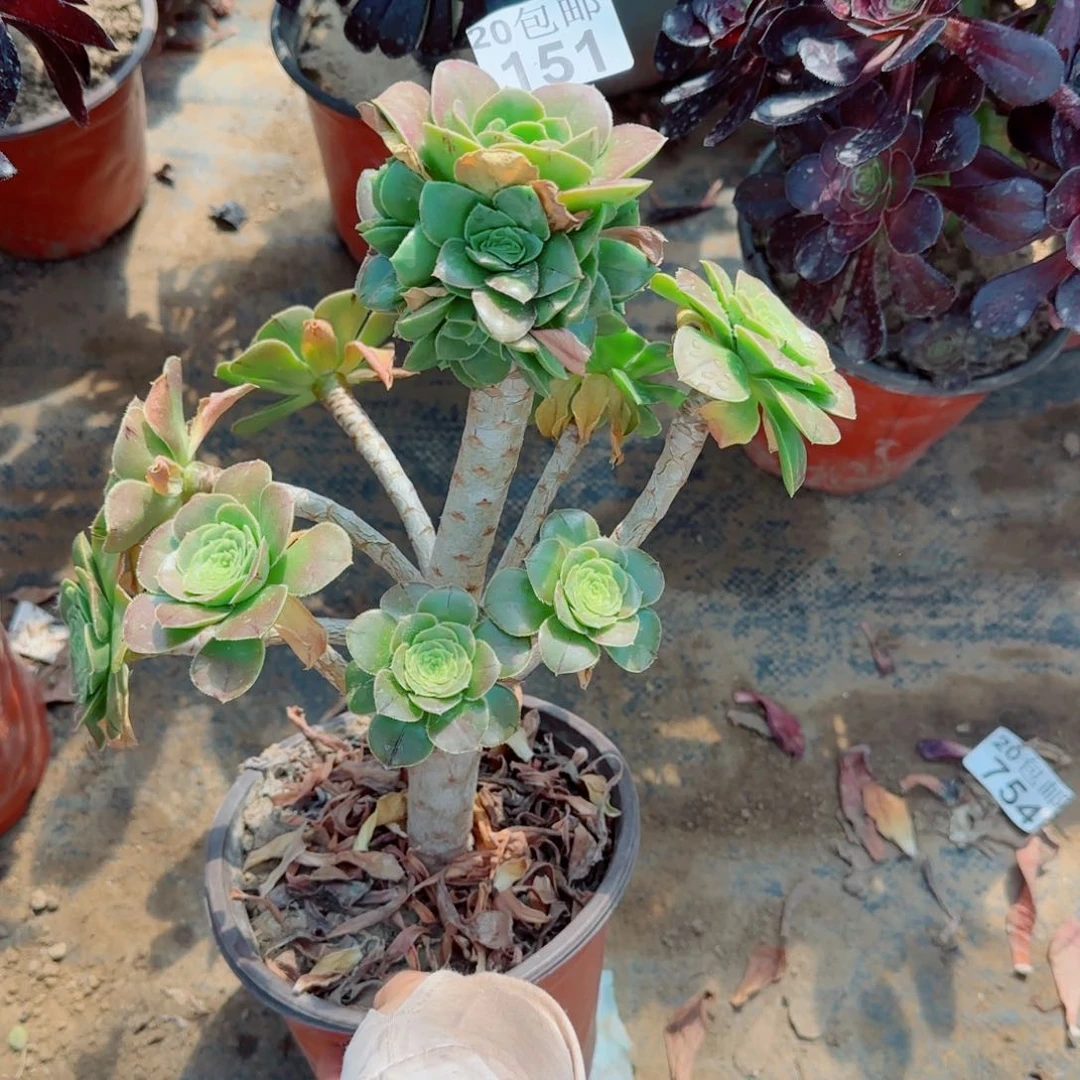 绿豆多肉151满20包邮断枝不包
