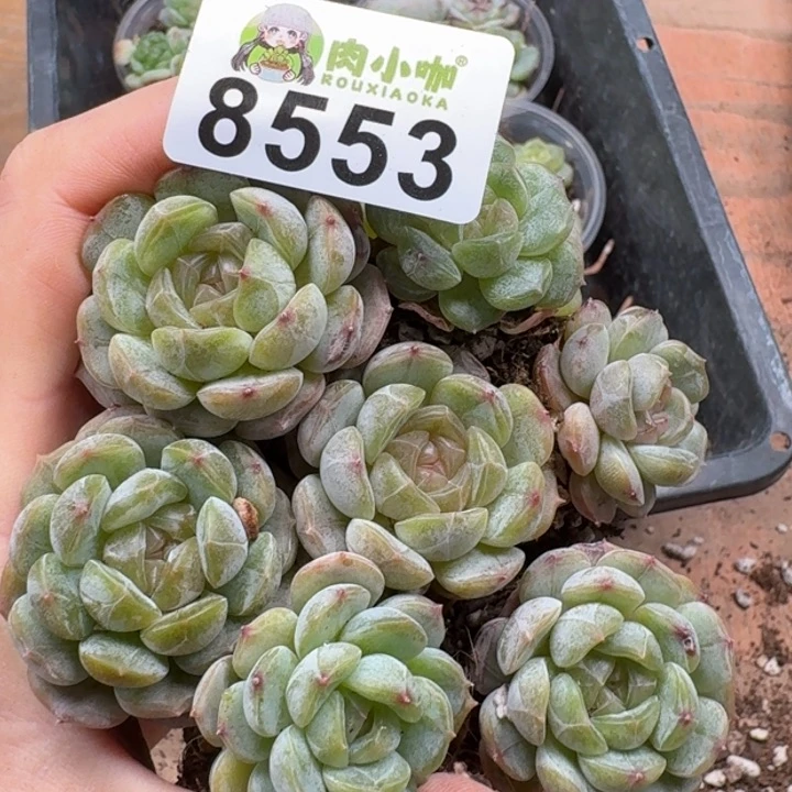 当前无花朵，栽培后可花朵多肉植物多肉植物