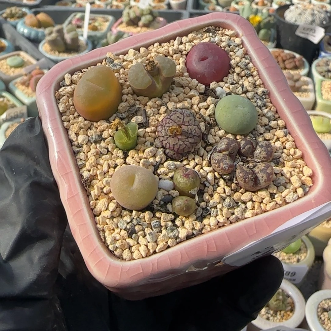 1796--一物一拍 带盆